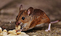 24 Hour & Emergency Exterminators in Lantrip, MS